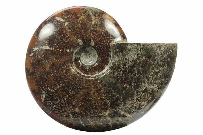 Polished Fossil Ammonite (Cleoniceras) - Madagascar #234623